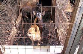 Puppy Mill Wikipedia
