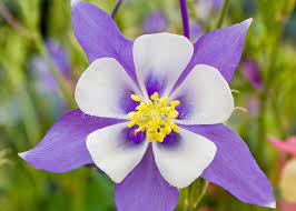 Pin On Columbine Flower