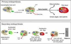What are the differences between prokaryotic cell and eukaryotic cell. Differences Between Prokaryotic And Eukaryotic Cells Ie