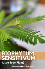 Image result for Biophytum