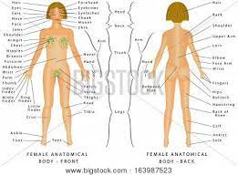 Jun 29, 2021 · kuala lumpur, june 29 ― a woman in india's uttar pradesh has been arrested for murdering her cleric husband by slicing off his penis. Regions Female Body Vector Photo Free Trial Bigstock