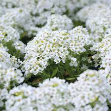 Where other sweet alyssum have faded out here in the heat of summer (boston z6a), this one has consistently kept going strong, blooming. Alyssum Snowdrift Flower Seeds From Mr Fothergills Seeds And Plants