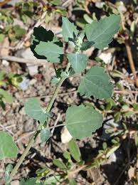 Image result for Chenopodium opulifolium