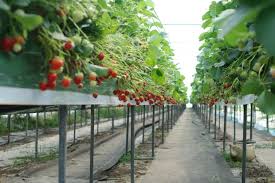 Indoor hydroponic garden grows vegetables on the aleutian islands in alaska. What Are The Best Winter Hydroponic Crops Dealzer