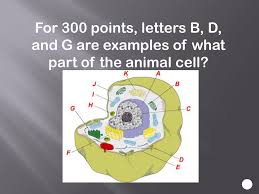 Animal cells are the types of cells that make up most of the tissue cells in animals. Cell Review Animal Cell Plant Cell Ppt Download