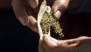 Las comisiones de justicia, de salud y de estudios legislativos segunda del senado aprobaron en lo general el uso lúdico de la mariguana. Qdb49y6kkbmnhm