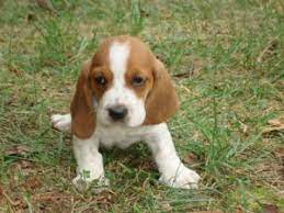 Bassethounds have a docile, lazy, and stubborn temperament but love children. Basset Hound Puppies In Georgia