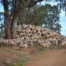 Sheep Farm By Reggiekelpie At Cootamundra New South Wales Via Ig Australia Com Australien Natur Schafe