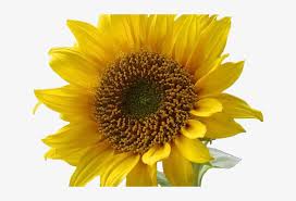 Sunflower Clipart Vector Flower With Transparent Background Png Image Transparent Png Free Download On Seekpng