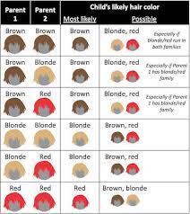 What Hair Color Will My Children Have It S Actually Hard To Predict Even Though We Often Talk About Brown Hair Being Dominant To Blond Hair Color Genetics Are Complicated Coolguides