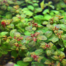 Image result for Ludwigia senegalensis