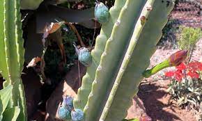 This year evidently due to all the rain my cactus is about to bloom for the third. Cereus Peruvianus Growing The Peruvian Apple Cactus Epic Gardening