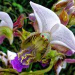 Image result for Eulophia horsfallii