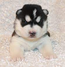7 Stages Of Puppy Development