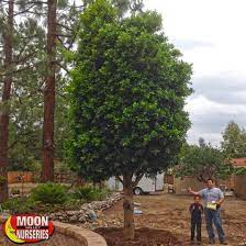 Visit america's largest box tree grower with over 1,500 varieties of trees, palms and shrubs. Hollywood