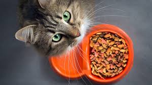 Check spelling or type a new query. 10 Rekomendasi Makanan Kucing Terbaik Dan Murah Kucing Jadi Sehat Bebaspedia Com