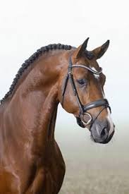 136,372 likes · 4,211 talking about this. Baggio Gestut Sprehe