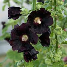 Image result for Alcea rosea