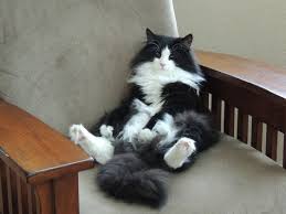 Message Beautiful Cats Cute Cats And Kittens Pretty Cats