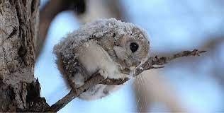 It grows to a length of 20 cm (8 in) and has a membrane connecting its wrists and ankles which enables it to glide from tree to tree. 11 Utterly Adorable Photos Of Japanese Flying Squirrels