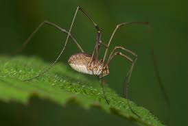 It follows the protagonist, jerusha judy abbott, as she leaves an orphanage and is sent to college by a benefactor whom she has never seen. Are Daddy Long Legs Actually Spiders Harvestmen Crane Flies And Cellar Spiders Explained