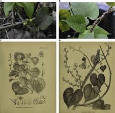 Image result for Tinospora tenera