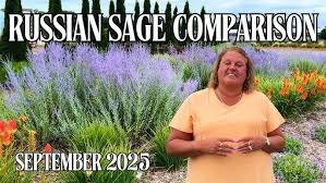 Image result for Perovskia atriplicifolia lacey blue lisslitt photo