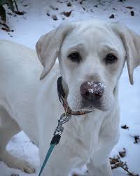 Bill Fleming (@billflemingjr) · Vilas, NC