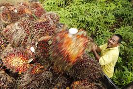 He is a member of parliament of teluk intan and the current minister in the interview with ivanpal singh grewal political secretary to dato mah siew keong. Malaysia S Oil Palm Industry On Peatland Will Not Lead To Environmental Degradation Mah Says Malaysia Malay Mail