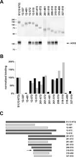 Sierra has been waiting for her boyfriend to get home all day. A 193 Amino Acid Fragment Of The Sars Coronavirus S Protein Efficiently Binds Angiotensin Converting Enzyme 2 Journal Of Biological Chemistry