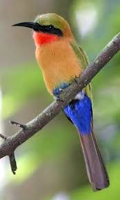 Black Bird With Orange Wings South Africa Pin On Nature The Beautiful And The Strange 1