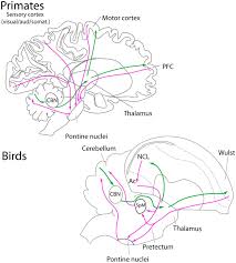 The clinic will be open abbreviated hours for food and medication refills only: Parrots Have Evolved A Primate Like Telencephalic Midbrain Cerebellar Circuit Scientific Reports