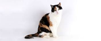 Calico cat pictures can show off this kitty's fascinating coat pattern. Calico Cat Breed Profile Petfinder