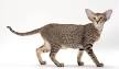 Oriental Shorthair - Wikipedia