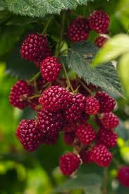 Le Sens Du Gout Fruits Fruits Et Legumes Berry