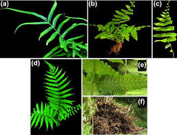 Image result for Odontosoria africana