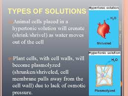 What happens to an animal cell in a hypertonic solution? 11232020 Yustaverett Cell Biology 1 Part Ii Cell