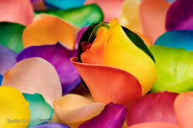 You can change the color of hydrangeas by changing the ph of the soil they're in. Beautiful Colorful And Flower Image 427945 On Favim Com