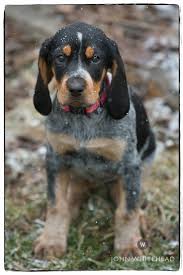 Black And Tan Coonhound For Sale In Texas Pin On Bluetick Coonhound