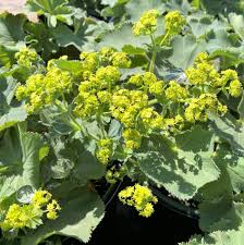 Image result for Alchemilla johnstonii