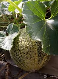 3.2 выбор и подготовка посадочного участка. Otzyv O Semena Uralskij Dachnik Dynya Medovyj Spas Urozhaj Obespechen Neprihotlivy V Uhode