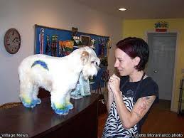 Paradise pet has the largest outdoor playing area of any facility in the bloomington/ normal area. Pet Grooming With A Passion At Kim And Mindy S Paradise Pet Spa Village News