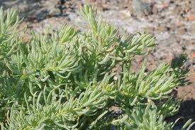 Image result for Suaeda articulata