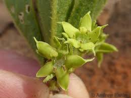 Image result for Vangueria albosetulosa