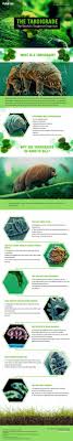 Awesome Facts About The Tardigrade Except For The Last Few Facts They May Be Ancient But Only By Thousands Tardigrade Science And Nature Science Nature