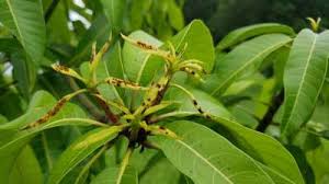 Maybe you would like to learn more about one of these? New Flush On Mango Tree Has Brown On Tiny Leaves And Stops New Growth This Same Tree Has Healthy Flushes At Same Time Community Plantix