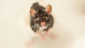 In deutschland besteht bei einem rattenbefall eine meldepflicht, auch für ratten im garten. Ratten Kommen Ubers Klo In Die Wohnung Haus Garten Bild De