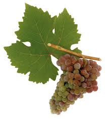 Image result for velšteriér