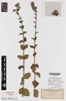 Image result for Tinnea apiculata
