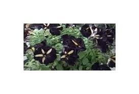 Image result for Stomatostemma monteiroae